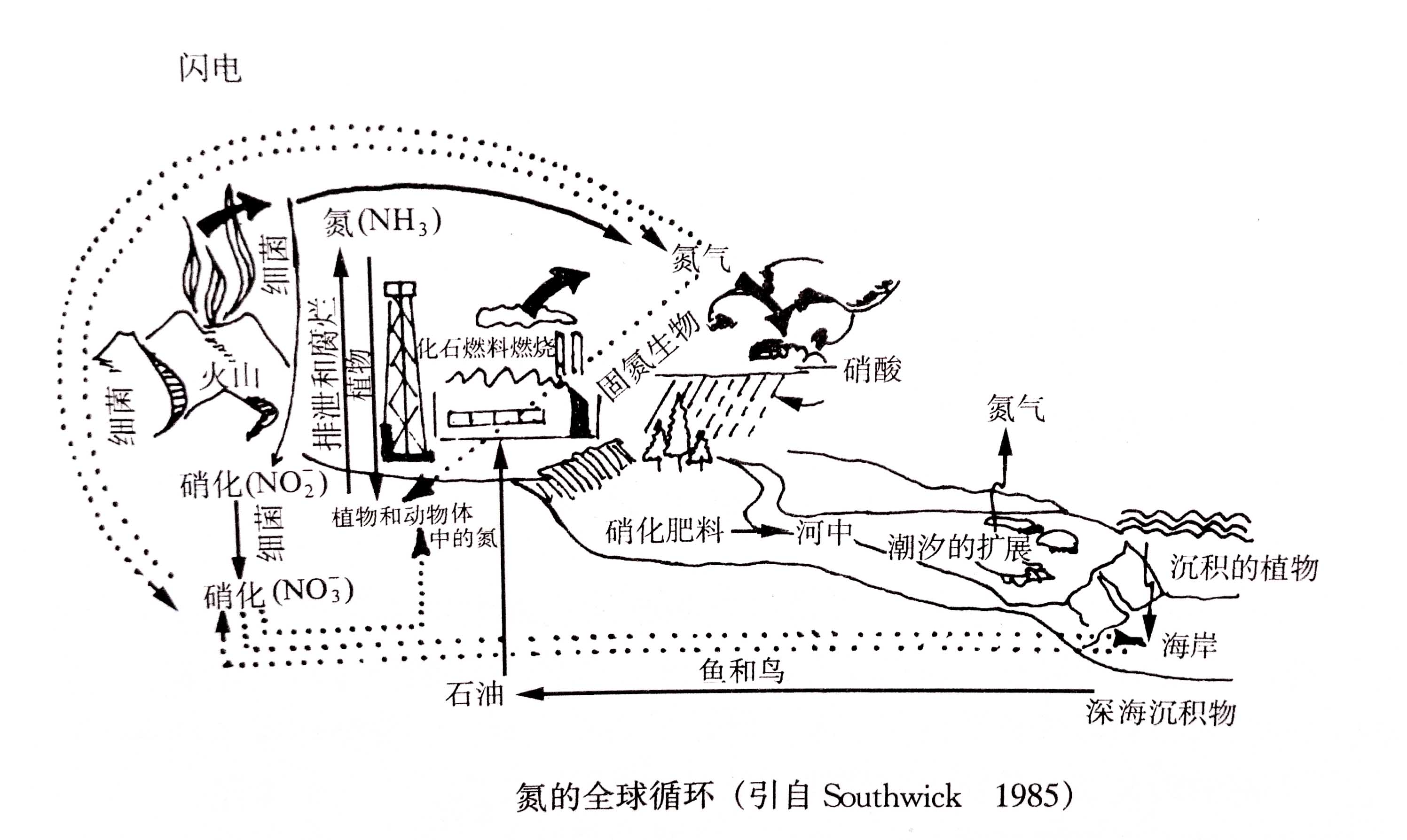 生態(tài)系統的物質(zhì)循環(huán)——氮、磷、硫循環(huán)