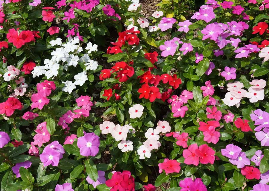 長(cháng)春花
